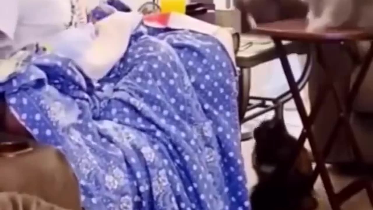 Funny Animal video 2023 | funniest cat and dog video ever |