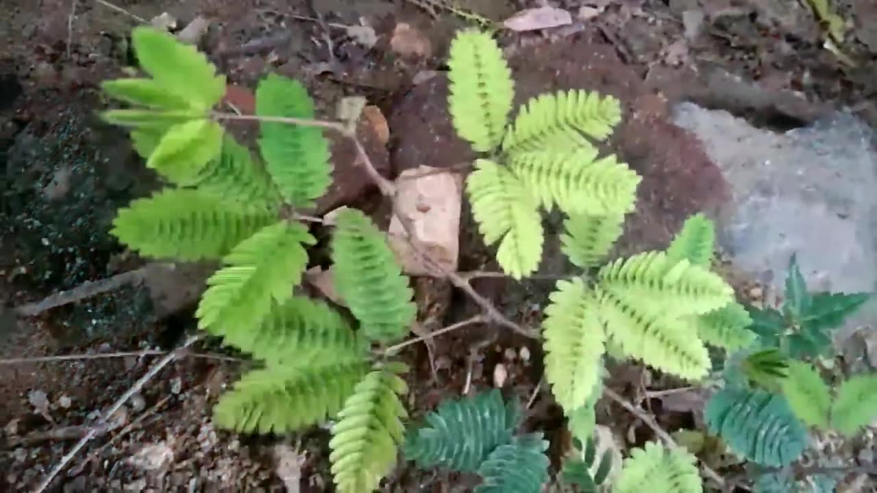 Beauty of nature beautiful flowers and leaves