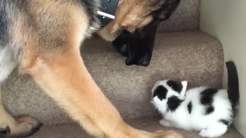 Helpful pup carries foster kittens upstairs