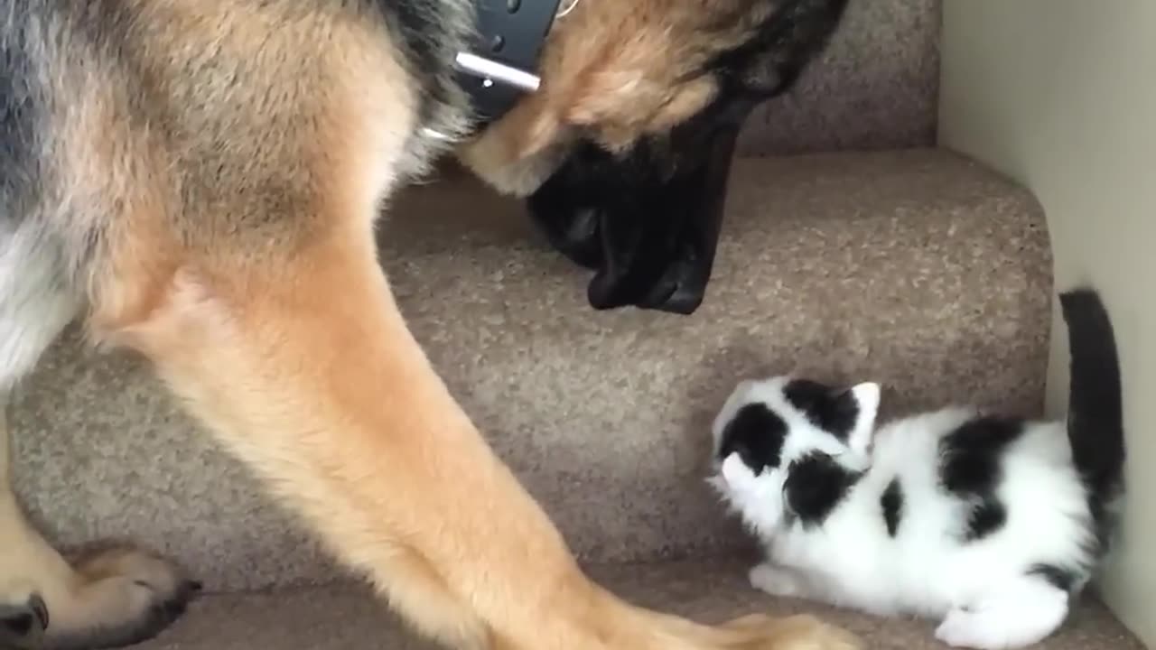 Helpful pup carries foster kittens upstairs