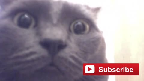 Epic Funny Scared Cats Compilation! Epic Funny Cats!