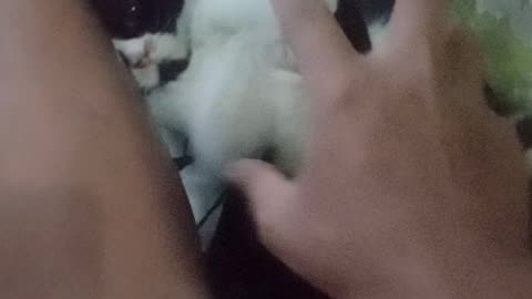 The cat lover