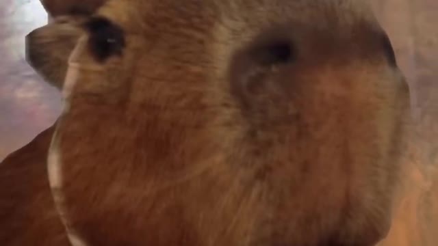 You just got capybarad #capybara #capybaralove #shorts #viral #viraltiktok #viralvideo