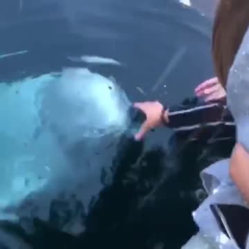 Beluga Whale returns the dropped phone to the women