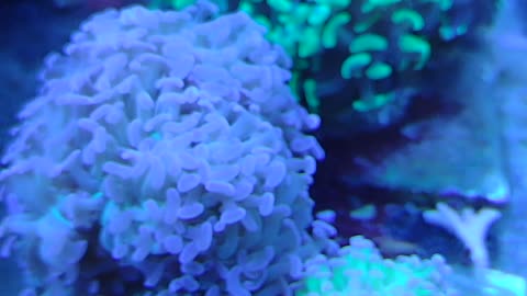 Hammer Head Coral