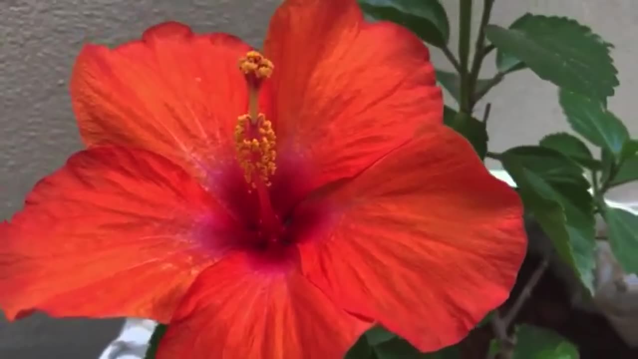 Very Beautiful Hibiscus Flower 🌺