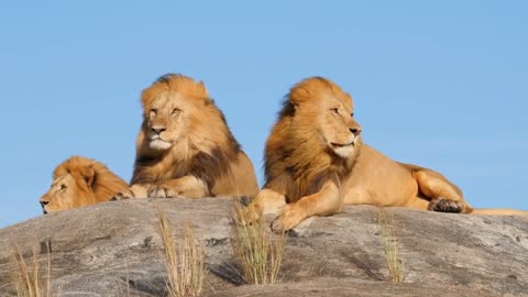 beautiful and big three african lions together