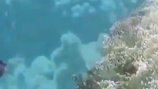 #Sea fish video