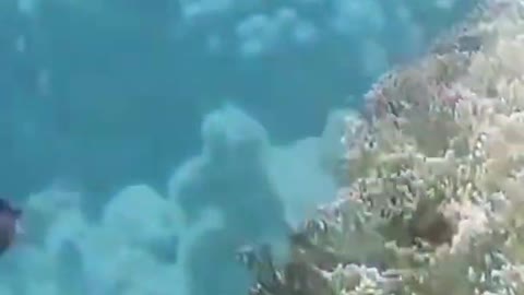 #Sea fish video