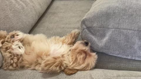 Maltipoo puppy sleeping on her back