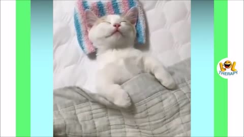 Must See Videos About Funny Cutest Kittens Ever