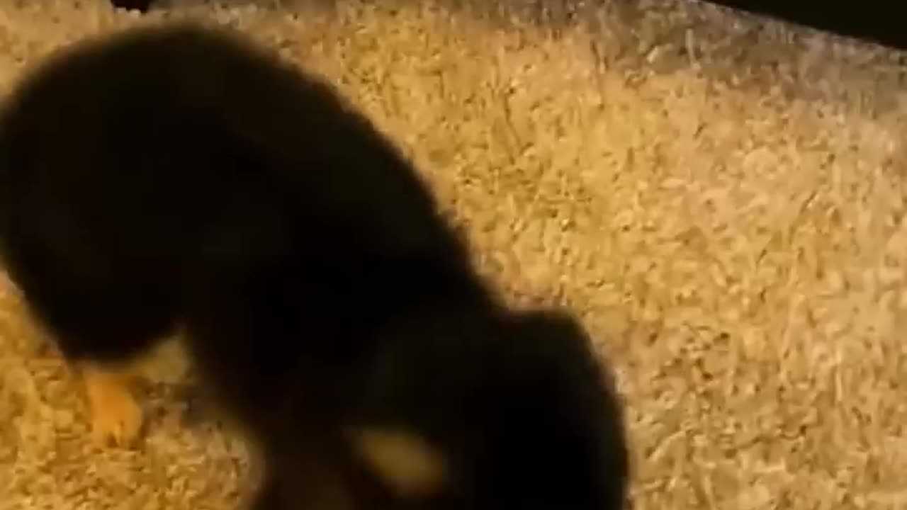 Funny animals