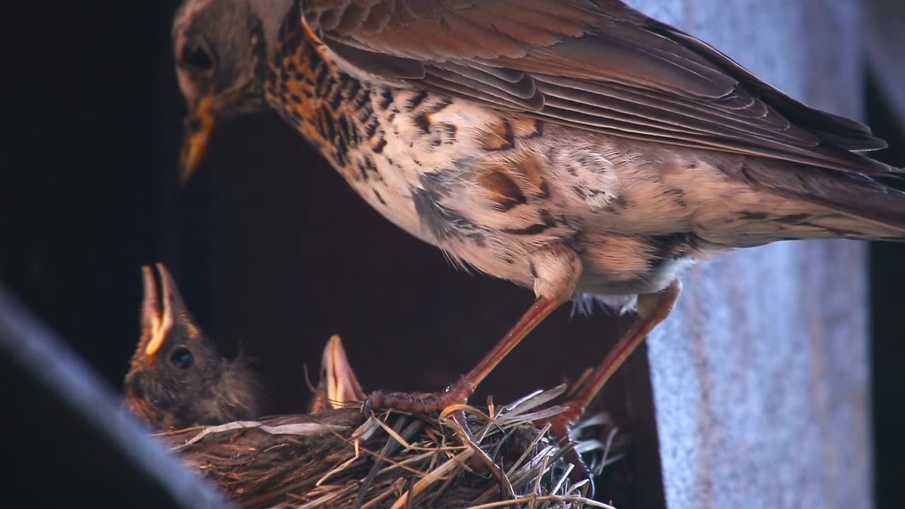 hungry chicks in the nest