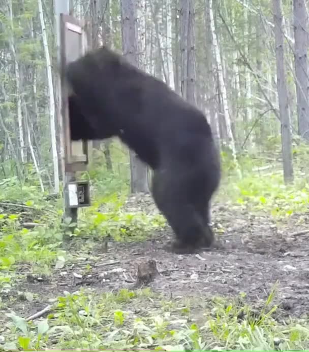 Bear Sees It’s Reflection in the Mirror for the First Time Ever and Goes Crazy