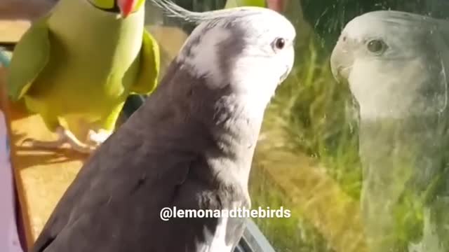 Parrot asks "What are you doing?