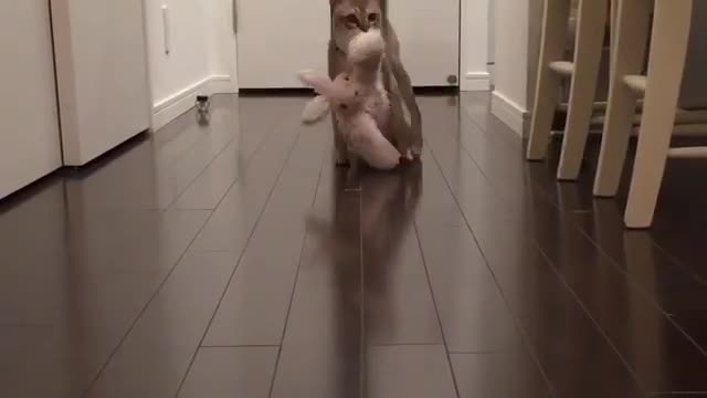 Petcat doubles your joys, and divides your sorrows.