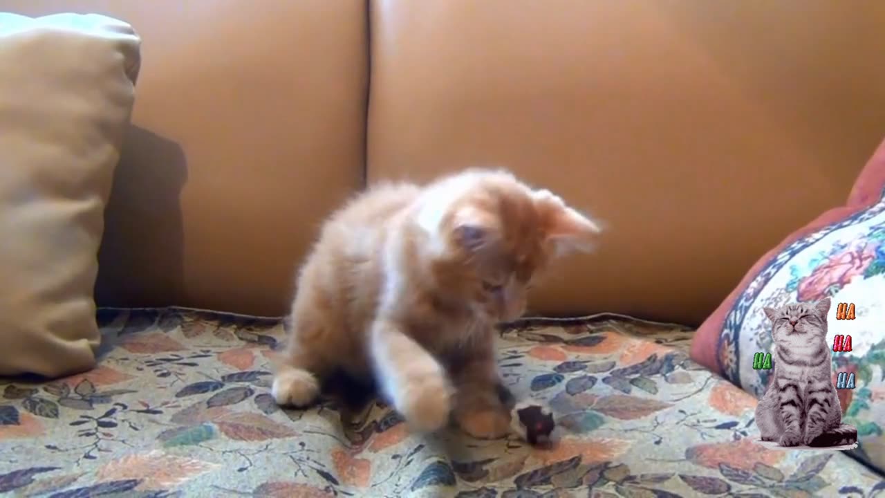 Funny cat 🐈