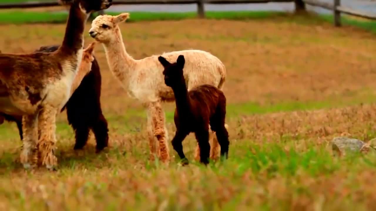 Alpaca Industry