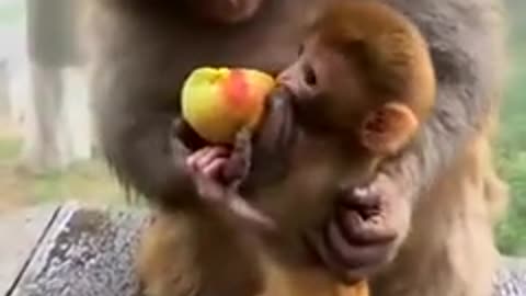 Mother monkey and baby enjoy fruit.