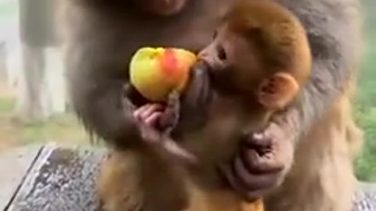 Mother monkey and baby enjoy fruit.