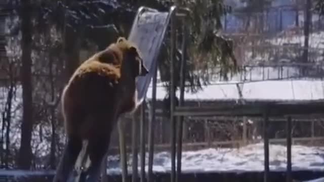 Bear playing on the slide