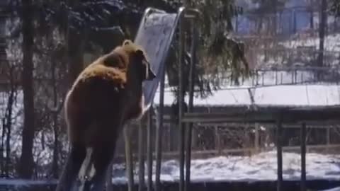 Bear playing on the slide