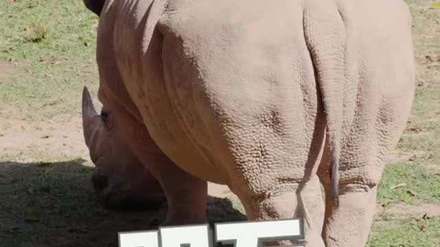 Rhino Zoo