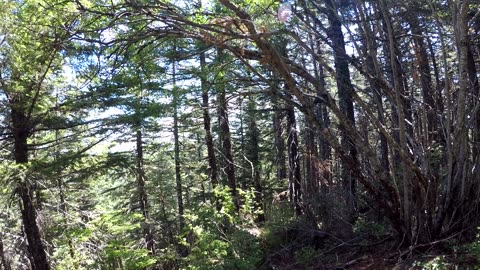 Old Bissell Trail to Old Baldy