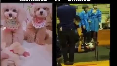 Inteligenica animal mas eficiente que la inteligencia humana, falta sentido comun