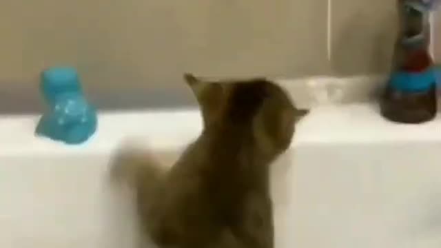 Cat falls into bath tub then screams after