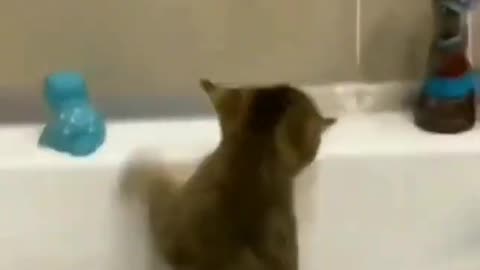 Cat falls into bath tub then screams after