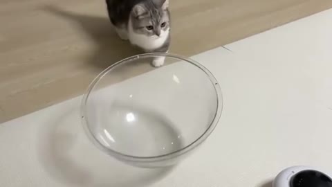 What is this cat doing in this glass vessel?🤪🤪🤪