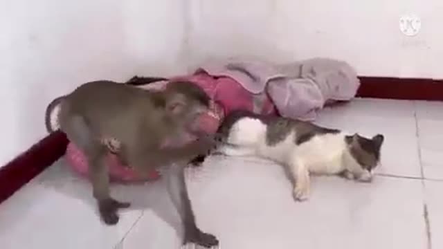 Cat and monkey fight // how cat fight with monkey // cat and monkey fun