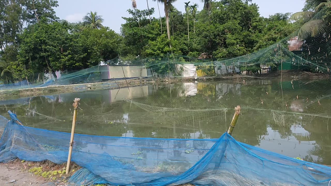 Village-Krishnapur, Laksham, Bangladesh