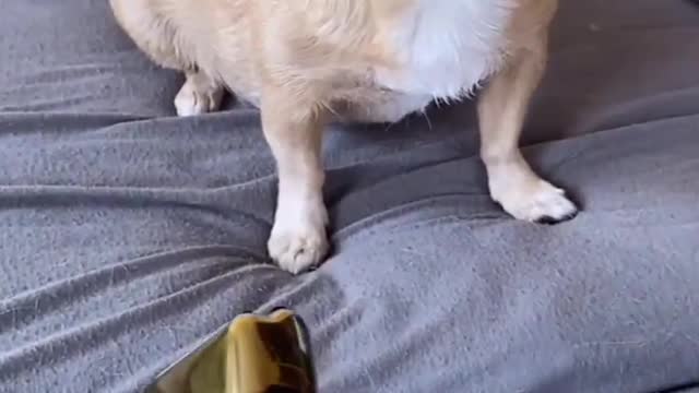 Don't Mess With This Dog | All About Pets