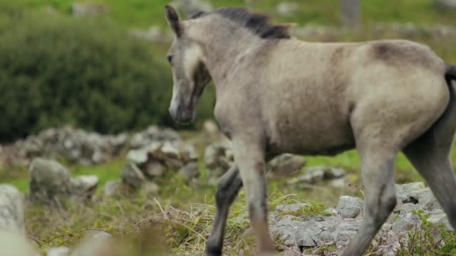 Very gorgeous horses