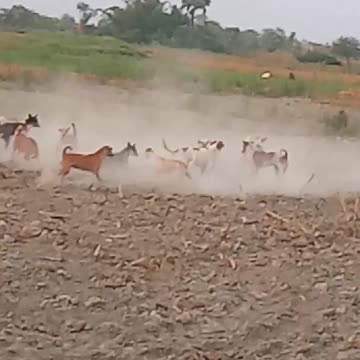 Dogs fight funny videos 🤣#lionfight #dog #treanding
