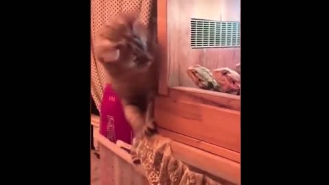 Cute and Funny Cat Videos to Keep You Smiling! 🐱 [CUTEST VIDEO EVER!]