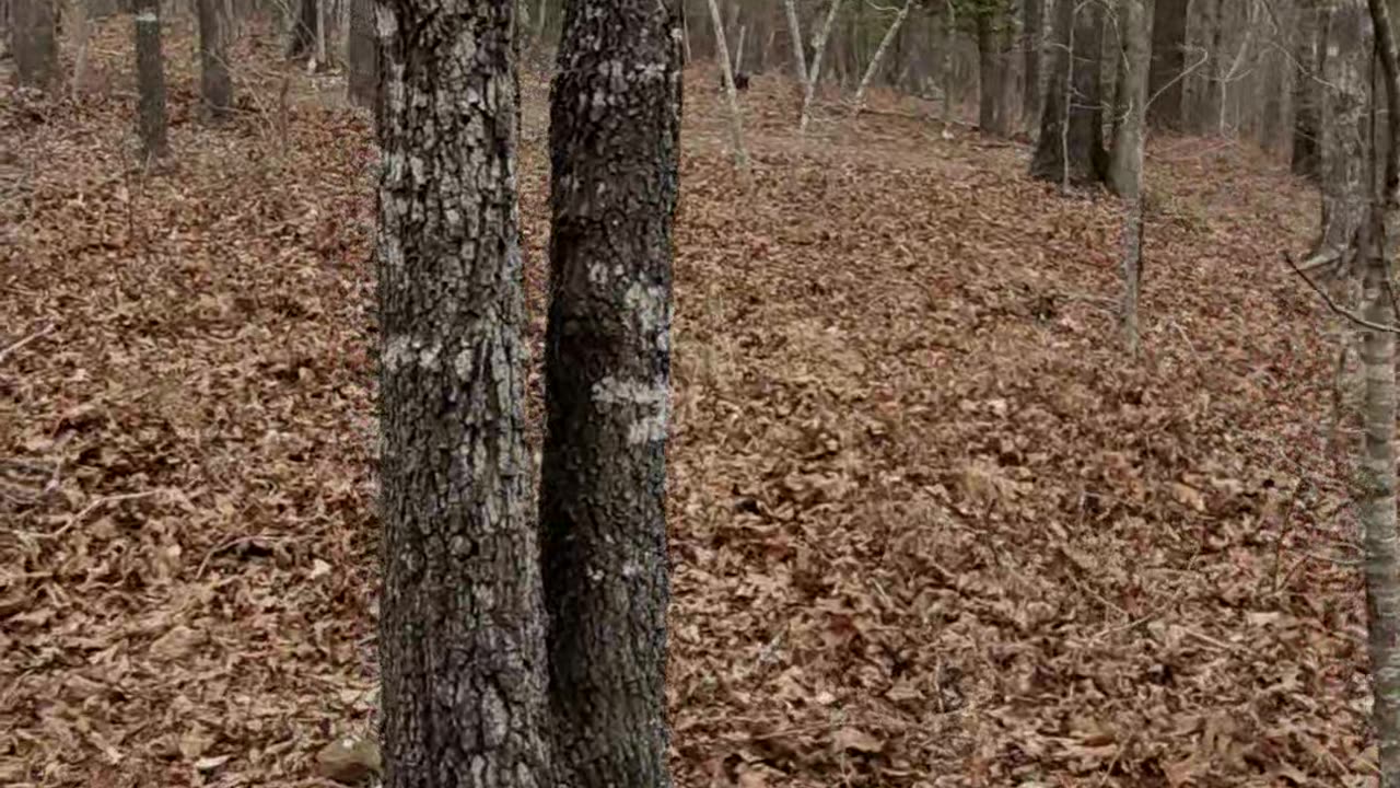 Ghost hit me with a rock !