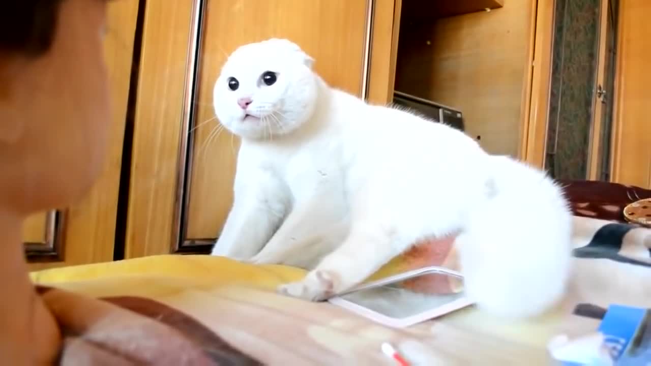 Look at this cat, how to get angry?