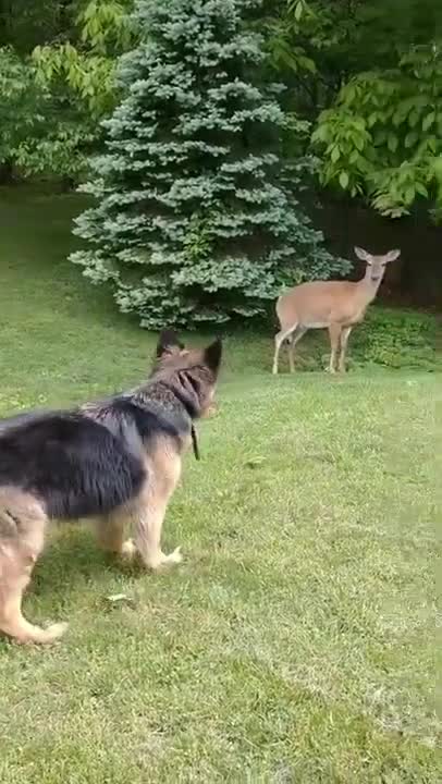 TOO FUNNY THE DEER LOOKS AT THE DOG LIKE SO WHAT 😁😂 #shorts