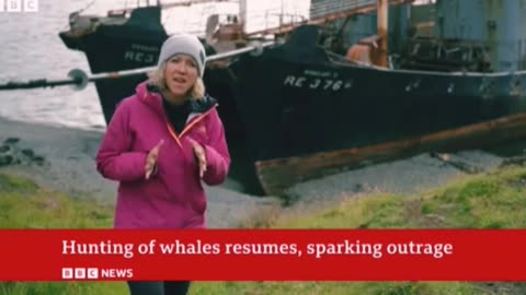 Whale hunting to restart in Iceland after suspension lifted