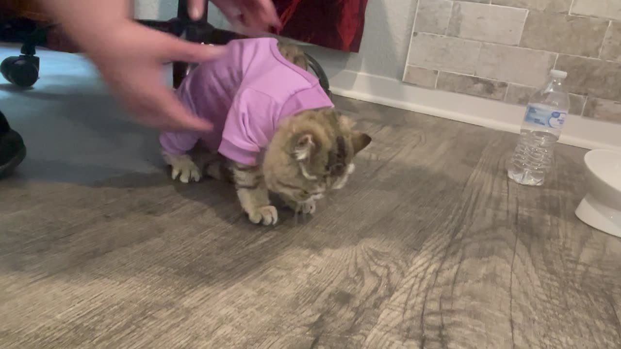 Kitten Doesn't Like Her New PJs