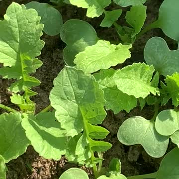 Daikon Radish Baby Greens