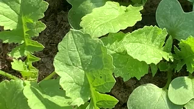 Daikon Radish Baby Greens