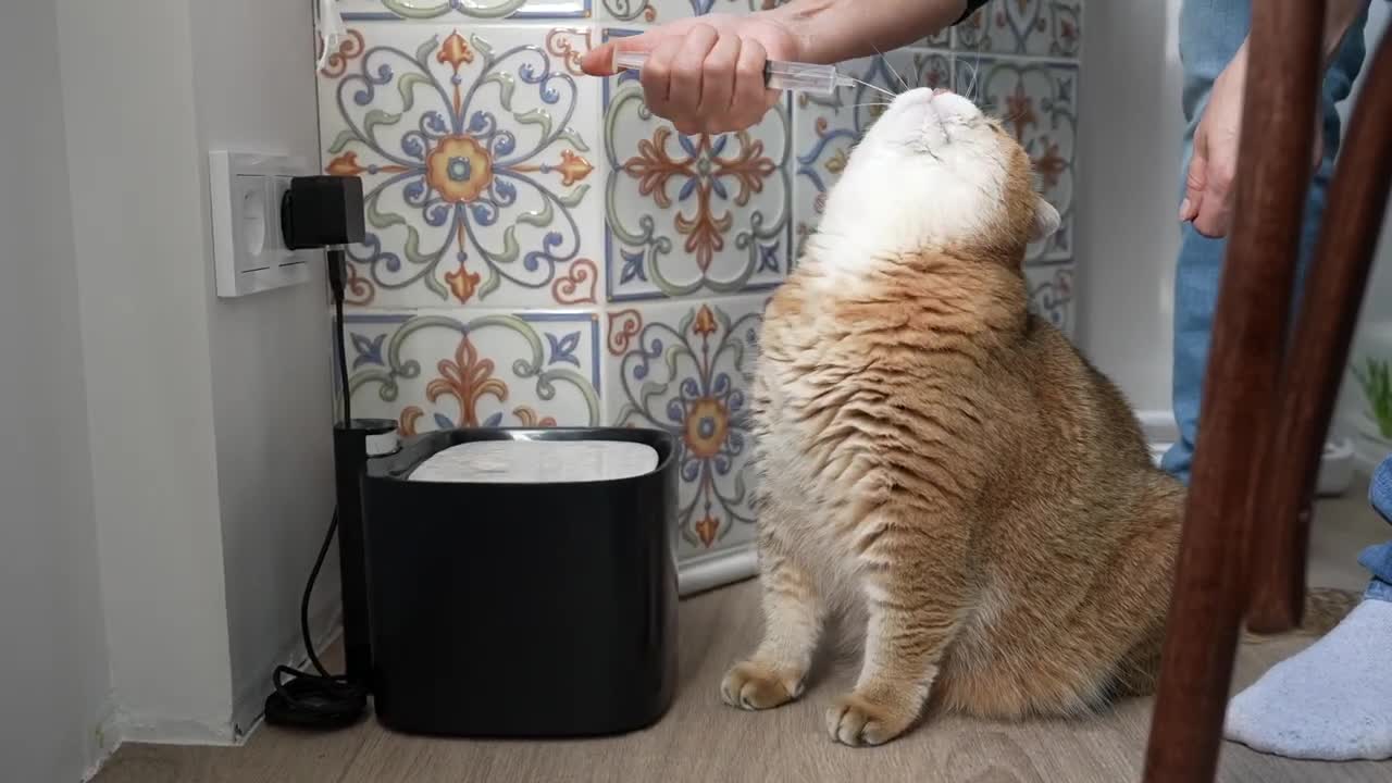 Drink Hosico's water