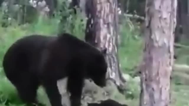 Fearless Cat Standoff with a Bear