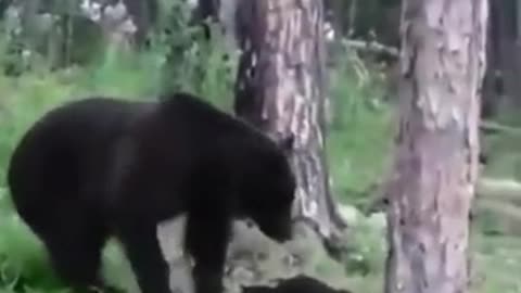 Fearless Cat Standoff with a Bear