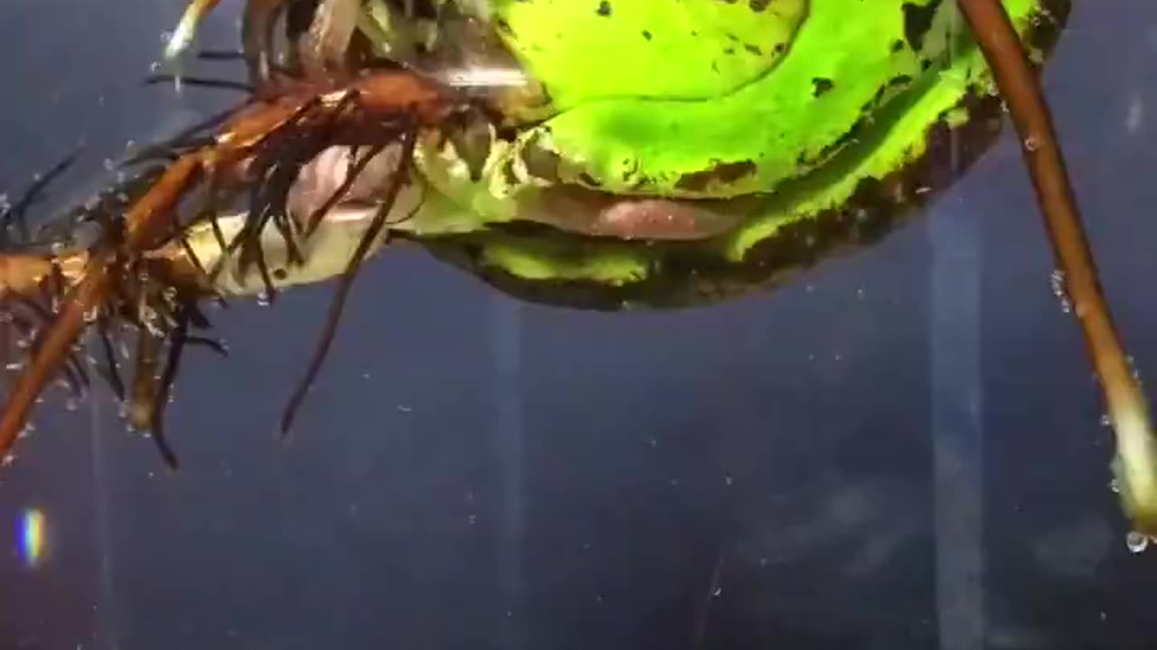 Mango Seed Time Lapse