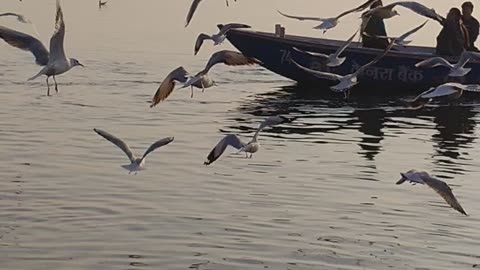 Beautiful birds chirping in water